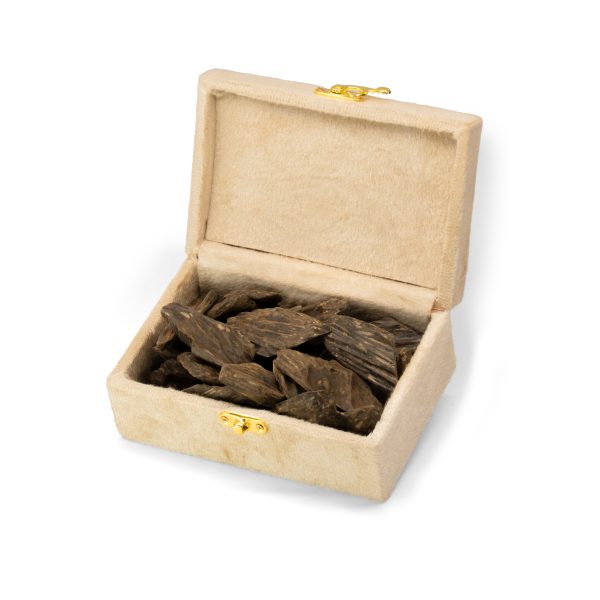 FXX01261 final 600x600